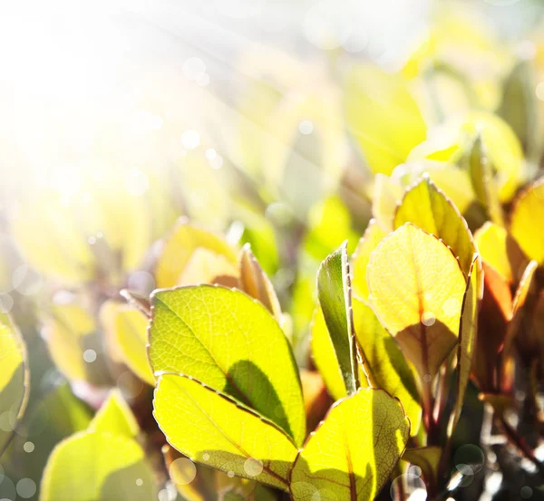 Pozadí zelené listy se sluníčkem — Stock fotografie