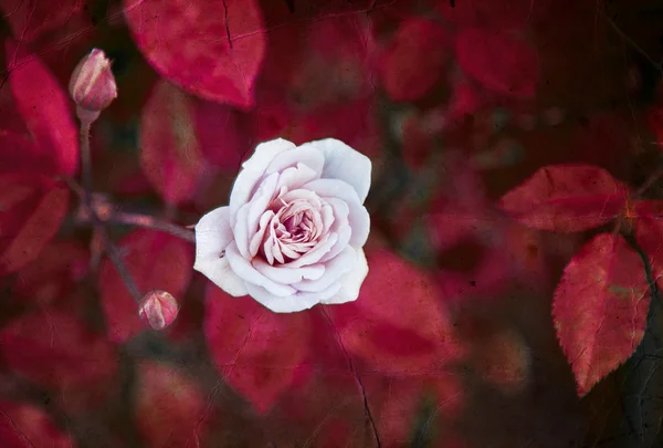 Vit ros med daggdroppar — Stockfoto