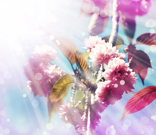 아름 다운 벚꽃 나무 꽃 — 스톡 사진
