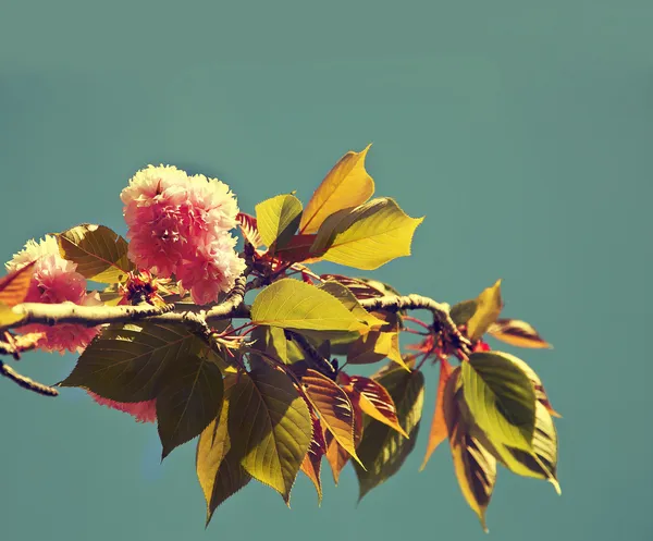 Beautiful cherry tree flowers — Stock Photo, Image