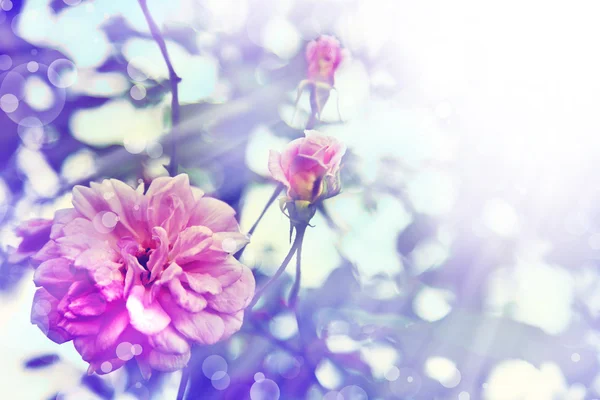 Rosa rosa con gotas de rocío — Foto de Stock