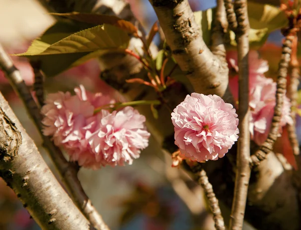 Güzel kiraz ağacı çiçek — Stok fotoğraf