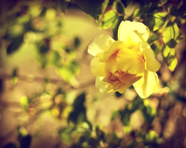 Žluté růže — Stock fotografie