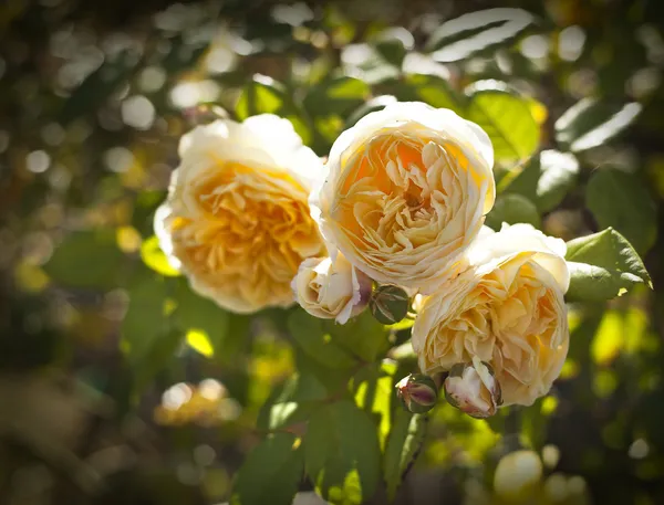 Gele rozen — Stockfoto