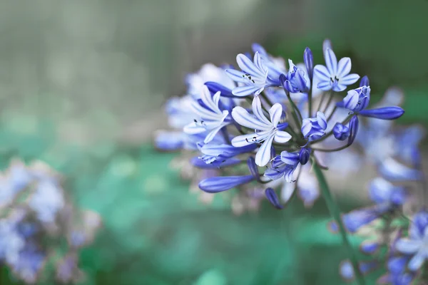 Fleurs bleues avec soleil — Photo