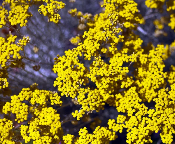 Flores amarillas — Foto de Stock