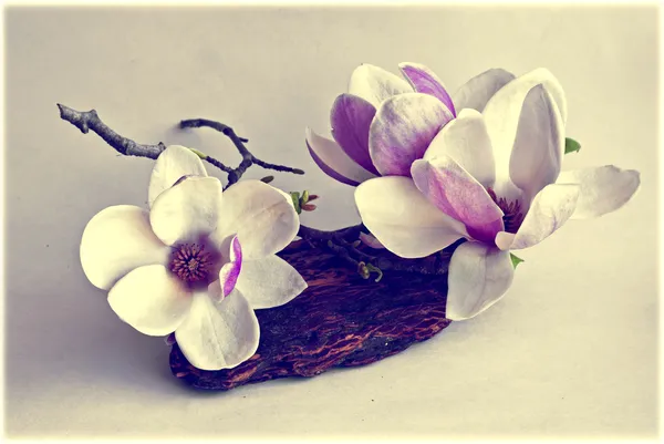 Magnolia flowers — Stock Photo, Image