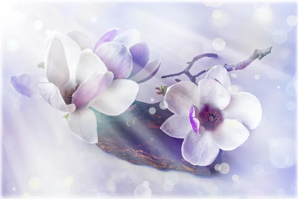Flores de magnolia y sunrashine — Foto de Stock