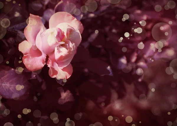 Roze roos met dauwdruppels — Stockfoto
