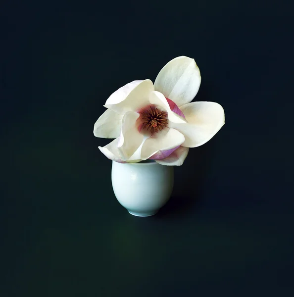 Magnolia blommor — Stockfoto