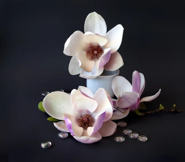 Magnolia blommor — Stockfoto