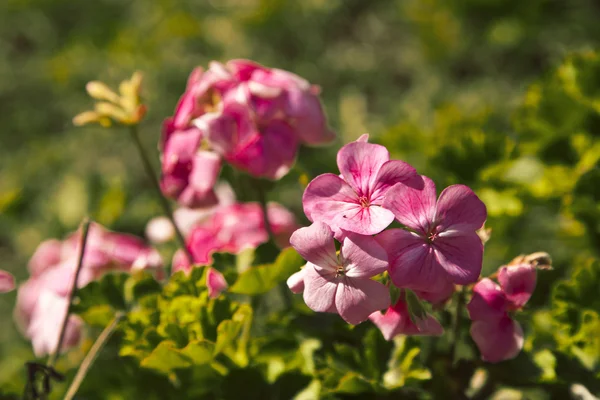 Geranium flowers in garden — Stock Photo, Image