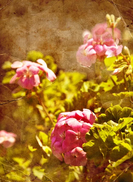 Geranium flowers in garden — Stock Photo, Image