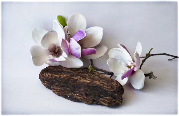 Magnolia flowers — Stock Photo, Image