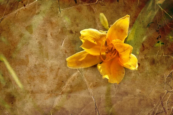 Fiore di giglio giallo — Foto Stock