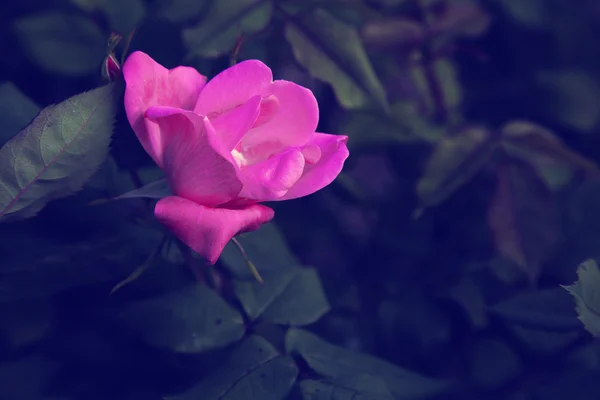 Růžová růže s kapkami rosy — Stock fotografie