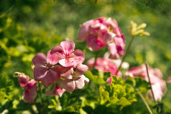 Geranium flowers in garden — Stock Photo, Image