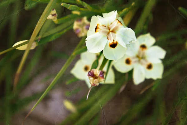 Fiori di lilly bianchi — Foto Stock