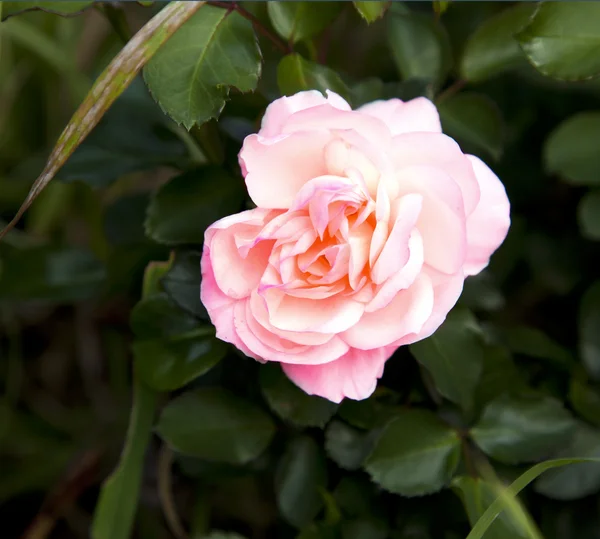 Розовая роза с капли росы — стоковое фото