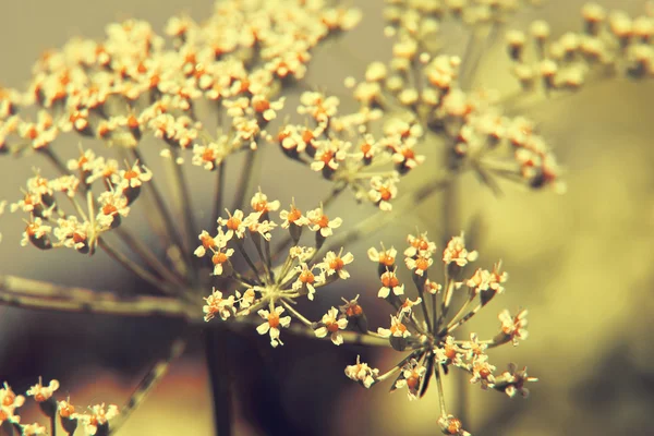 Свежий цветок петрушки — стоковое фото