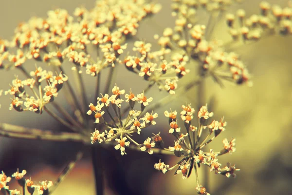 Frische Petersilienblüten — Stockfoto