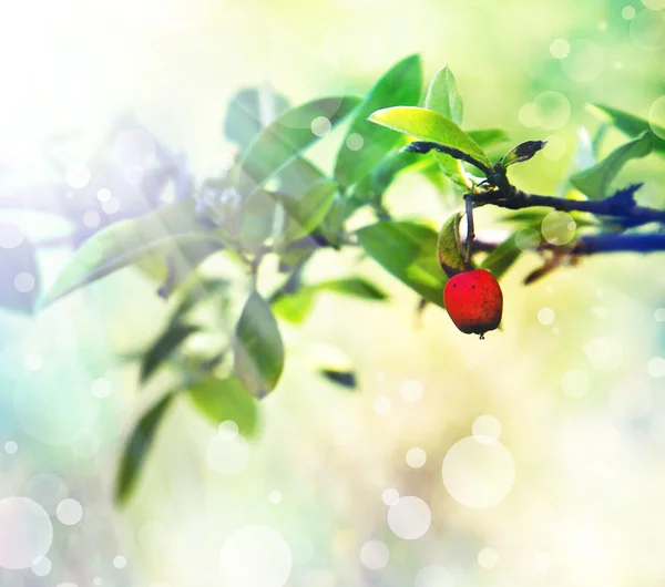 Little Red berry on the bush. — Stock Photo, Image