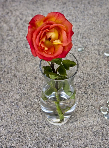 Red rose in glass vase — Stock Photo, Image