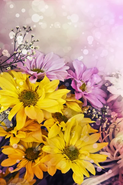 洋甘菊、 黄色和白色的菊花 — 图库照片