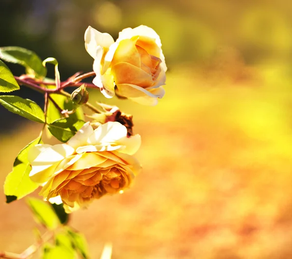 Gelbe Rosen — Stockfoto