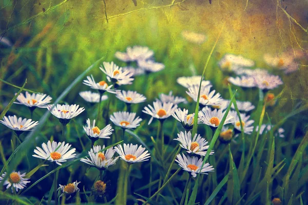 Campo de flores de camomila em luz solar — Fotografia de Stock