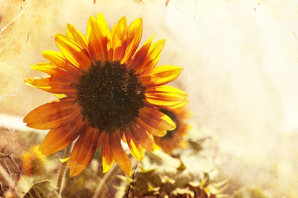 Toskánsko slunečnice — Stock fotografie