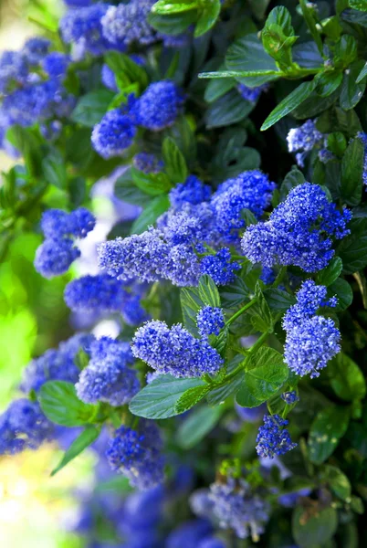 Little blue flowers — Stock Photo, Image