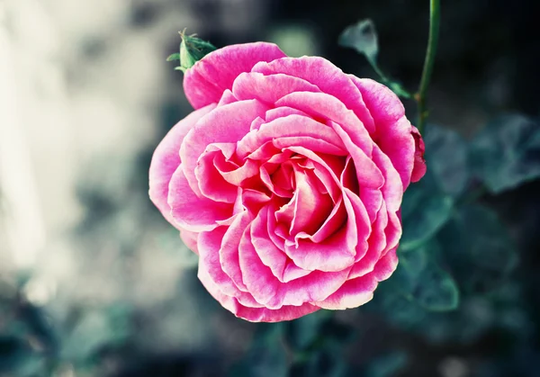 Rosa em estilo vintage — Fotografia de Stock
