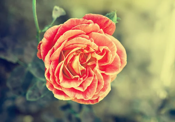 Роза в винтажном стиле — стоковое фото