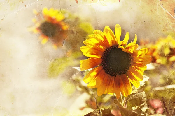 Tuscany sunflowers — Stock Photo, Image