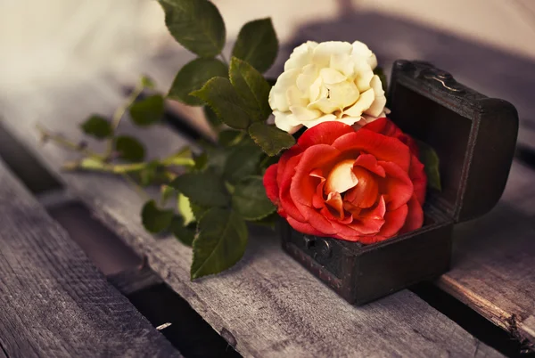 Prachtige rood en geel-witte rozen — Stockfoto
