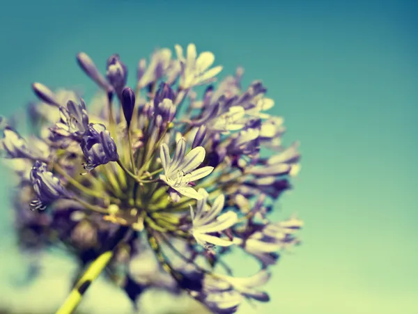 African Lily — Stock Photo, Image