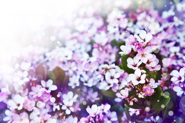 Hermosas flores rosadas — Foto de Stock