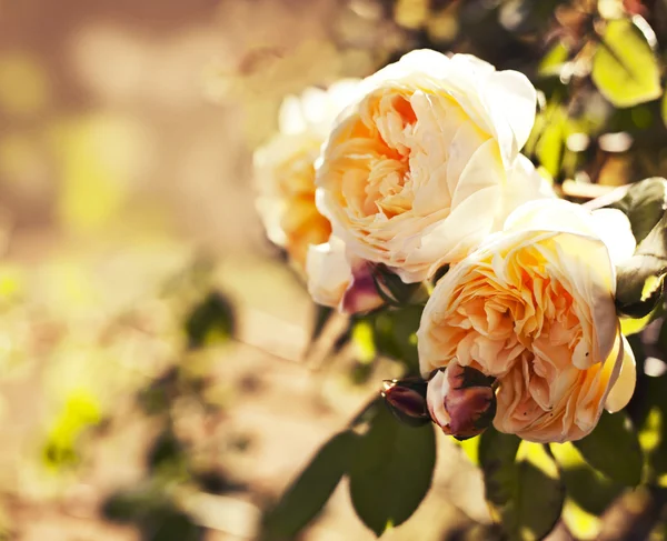 Postal vintage con hermosas rosas — Foto de Stock