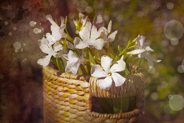 Witte bloemen met mandje — Stockfoto