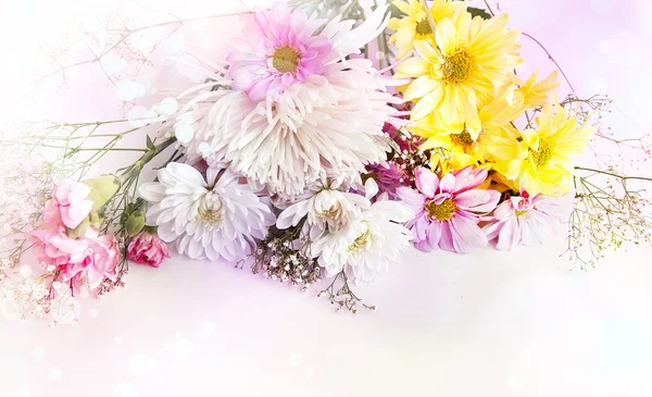 Chamomile and chrysanthemum — Stock Photo, Image