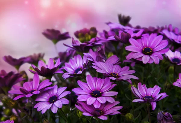 Flores rosadas — Foto de Stock