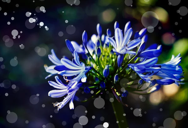 Blaue Blumen — Stockfoto