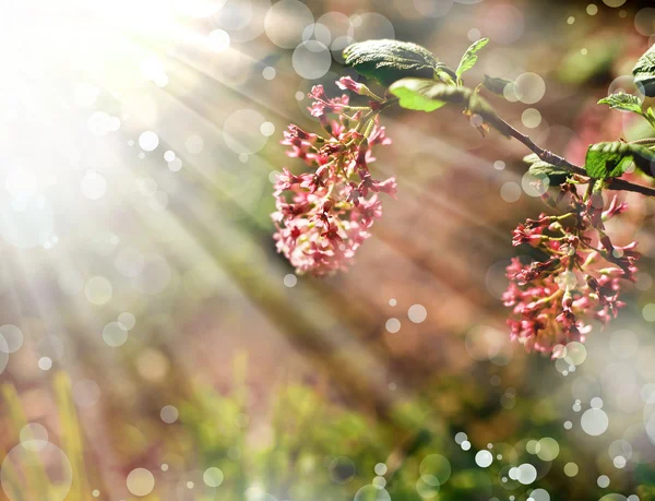 Piccoli bellissimi fiori rosa — Foto Stock