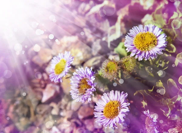 Chamomile flowers in sunshine — Stock Photo, Image