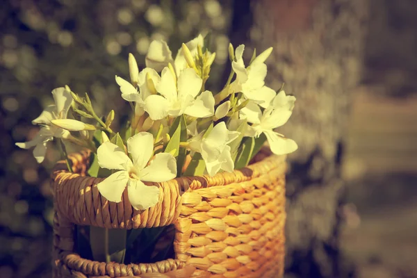 Vackra vita blommor med korg — Stockfoto