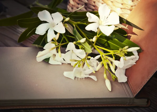 Schöne weiße Blüten — Stockfoto