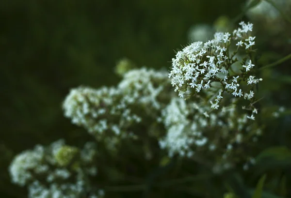 Kis gyönyörű fehér virágok — Stock Fotó