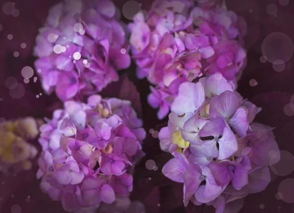 Kleine schöne rosa Blüten — Stockfoto