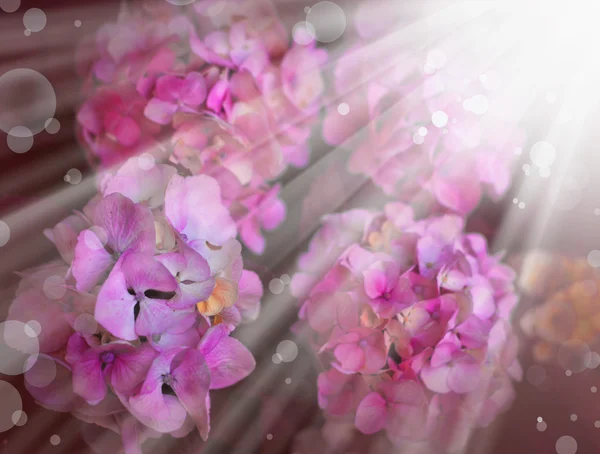 Kleine mooie roze bloemen — Stockfoto